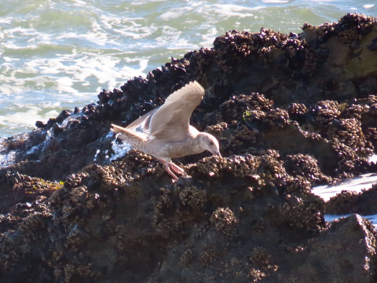 Glaucous-winged Gull - ML632557660