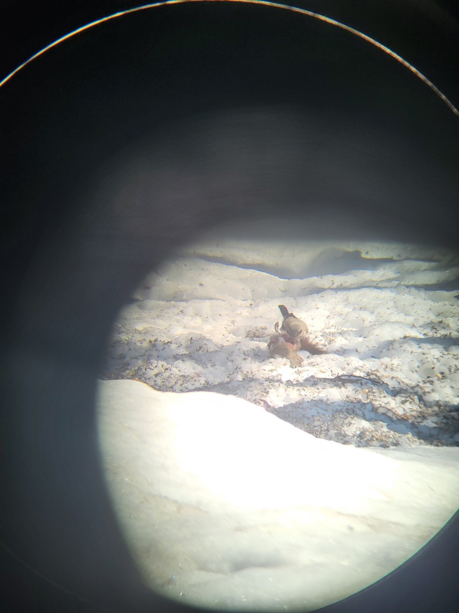 Northern Shrike - ML632557664