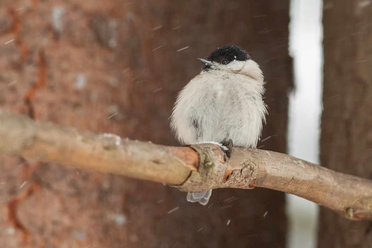Mésange nonnette - ML632557766