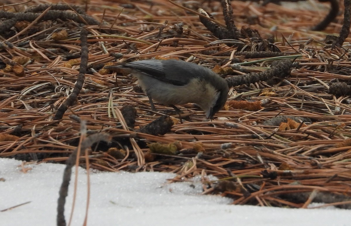 Pygmy Nuthatch - ML632557791