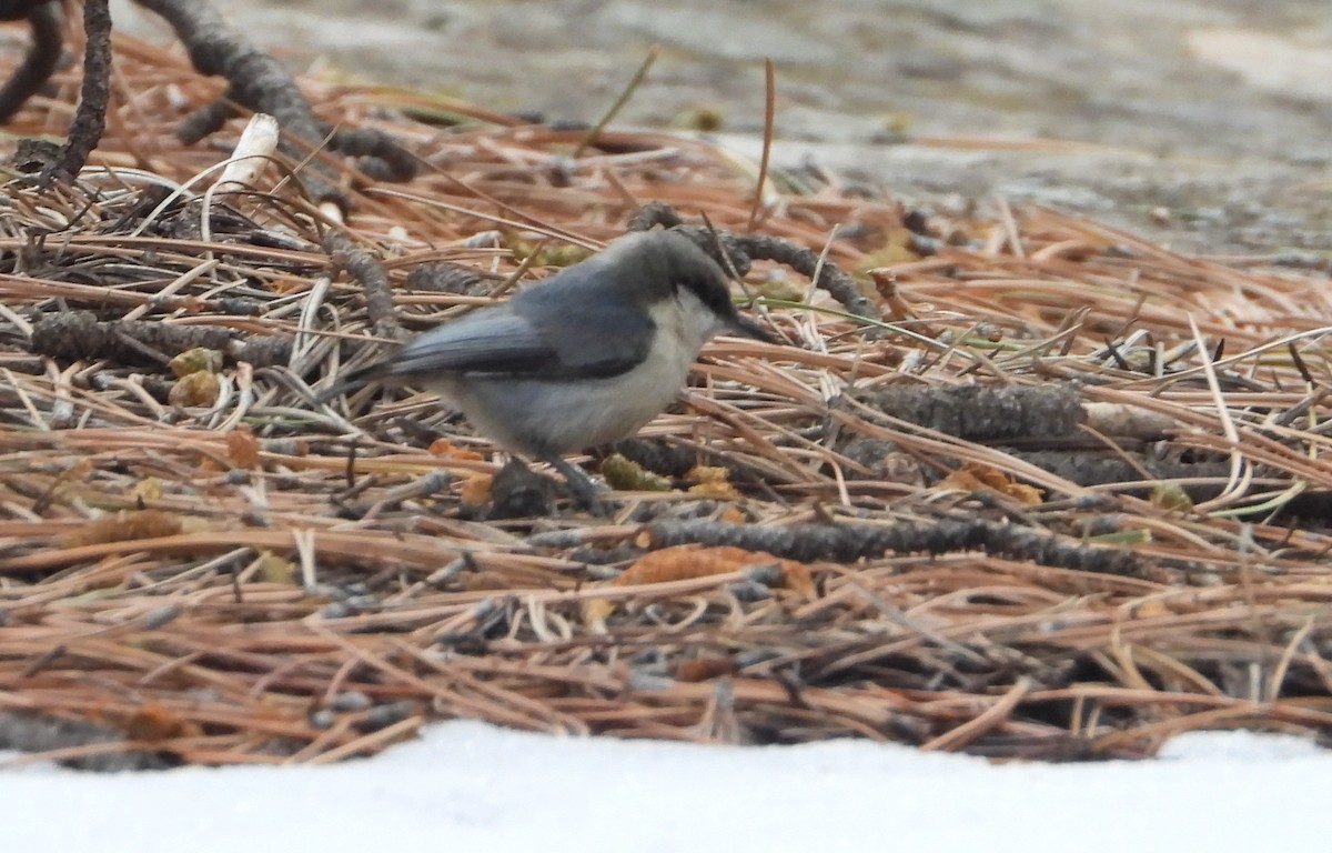 Pygmy Nuthatch - ML632557792