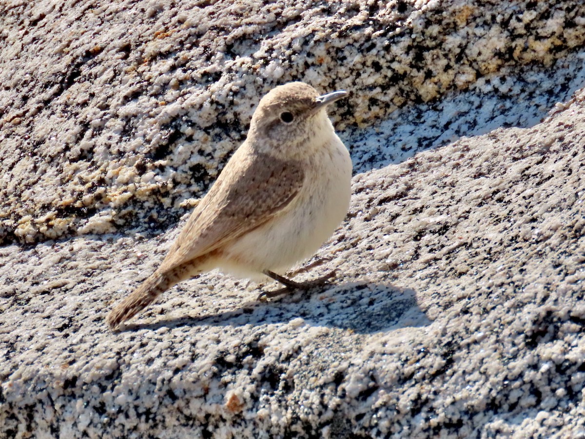 Rock Wren - ML632557798