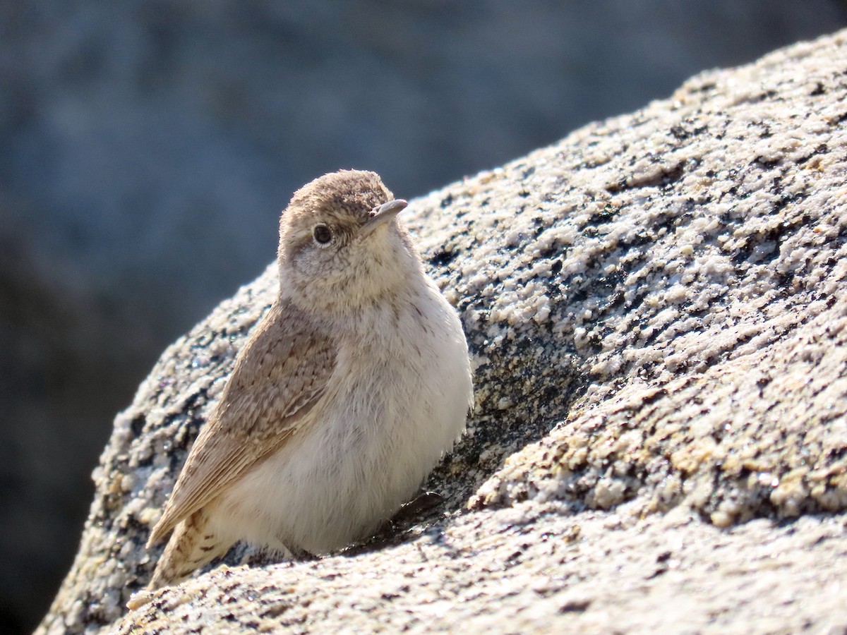 Rock Wren - ML632557799