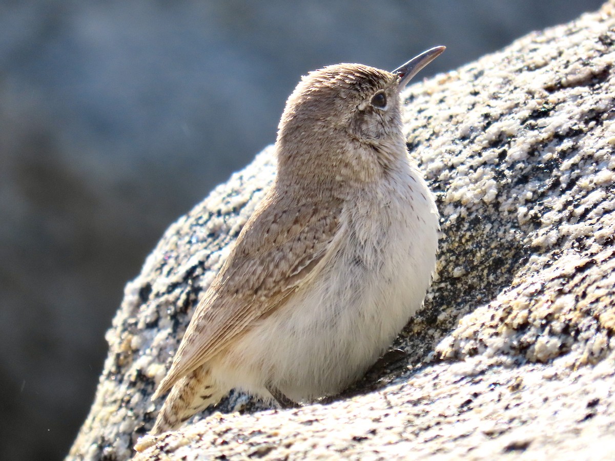 Rock Wren - ML632557800