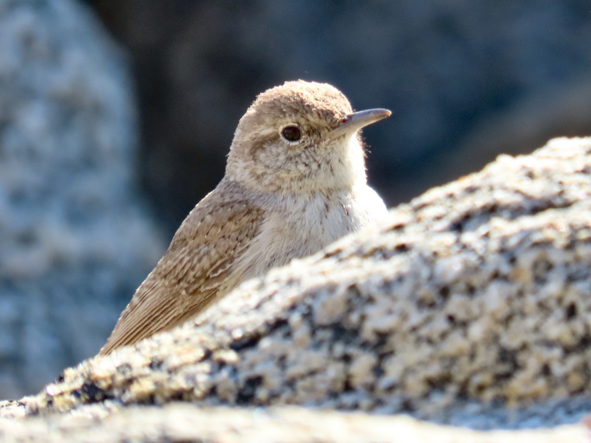 Rock Wren - ML632557801