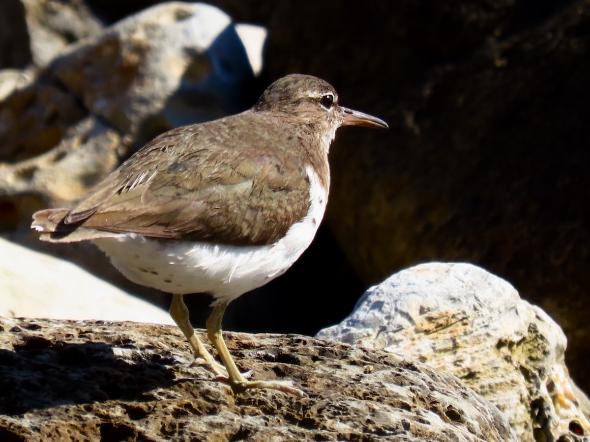 Spotted Sandpiper - ML632557850