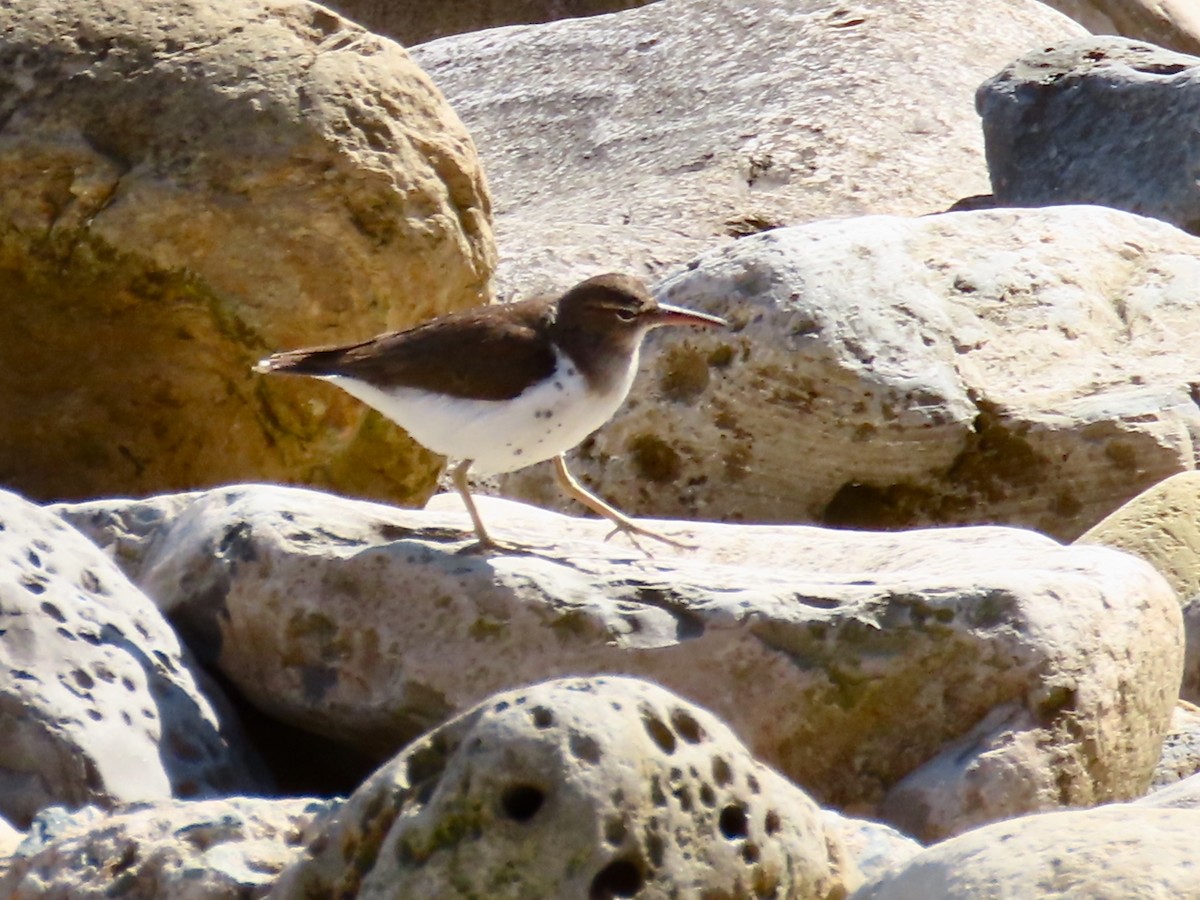Spotted Sandpiper - ML632557851