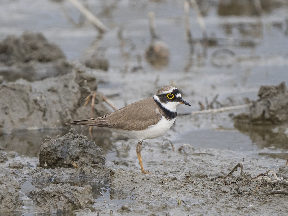 Little Ringed Plover - ML632557860