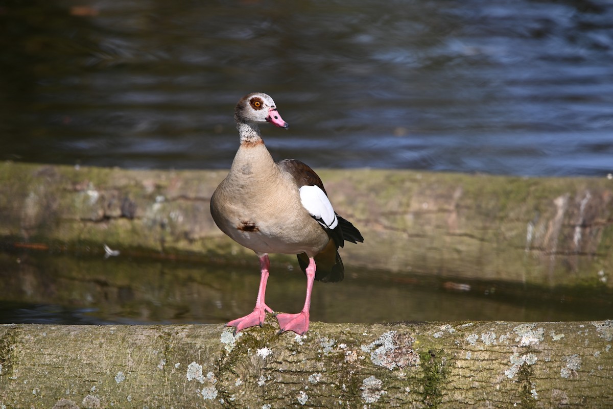 Nilgans - ML632557966