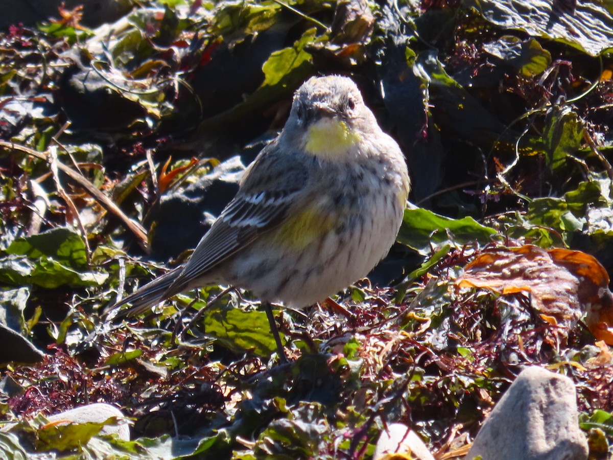 Yellow-rumped Warbler - ML632557986