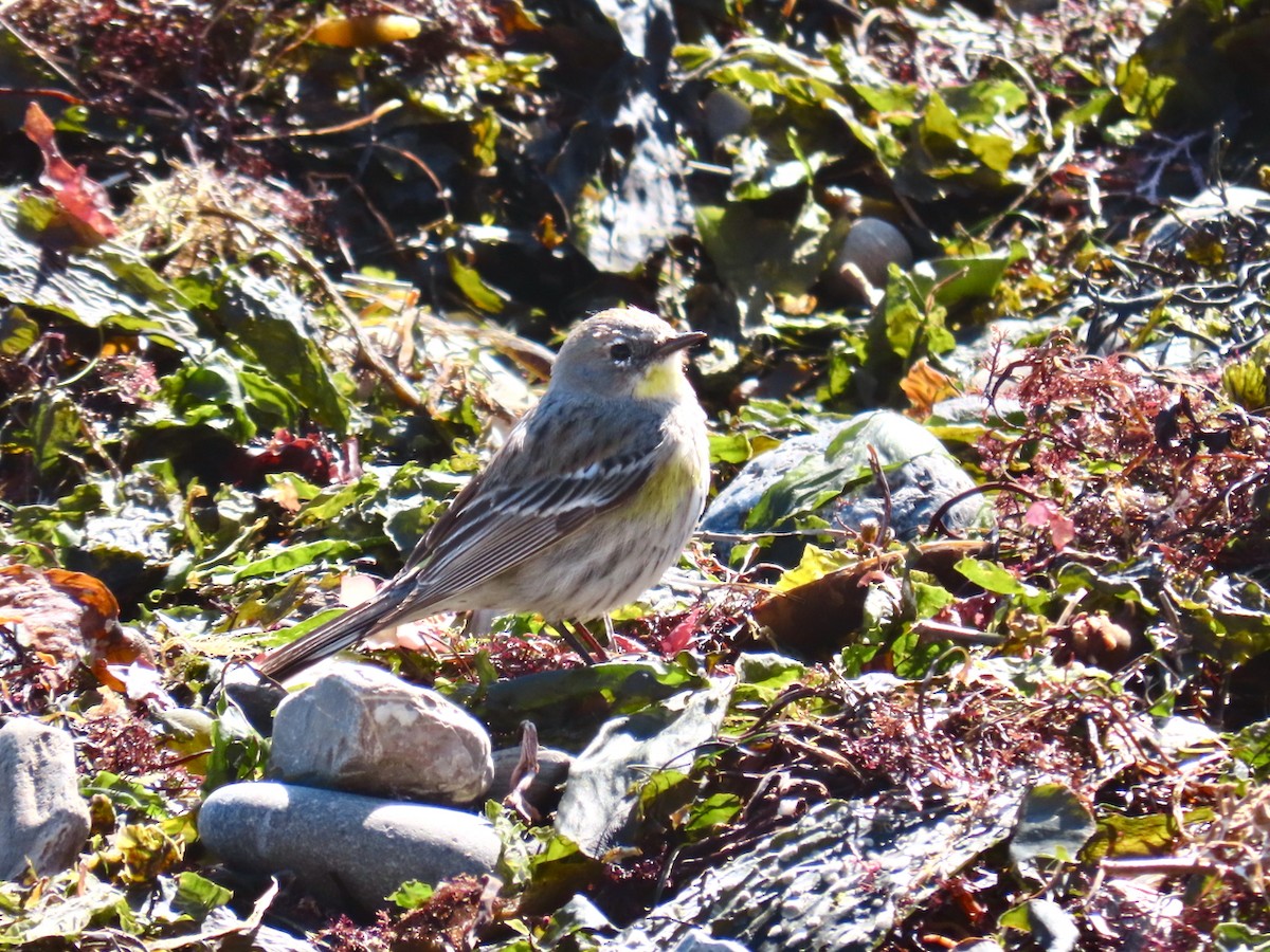 Yellow-rumped Warbler - ML632557987