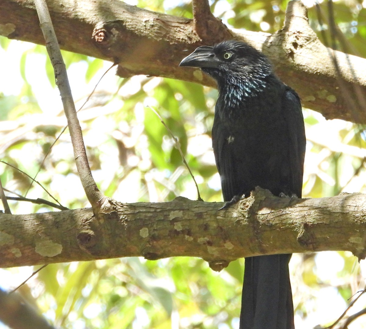 ani velká - ML632558053