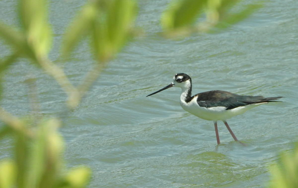 pisila černokrká - ML632558165