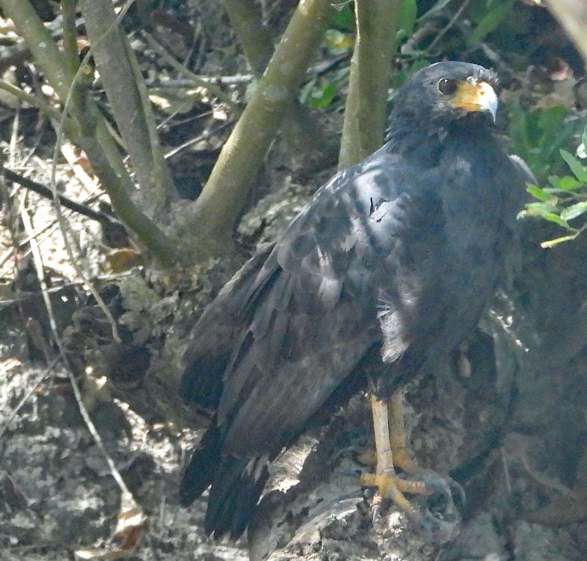 káně tmavá - ML632558197