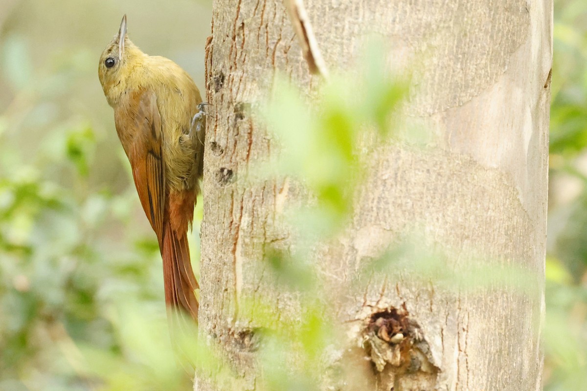 Olivaceous Woodcreeper - ML632558210