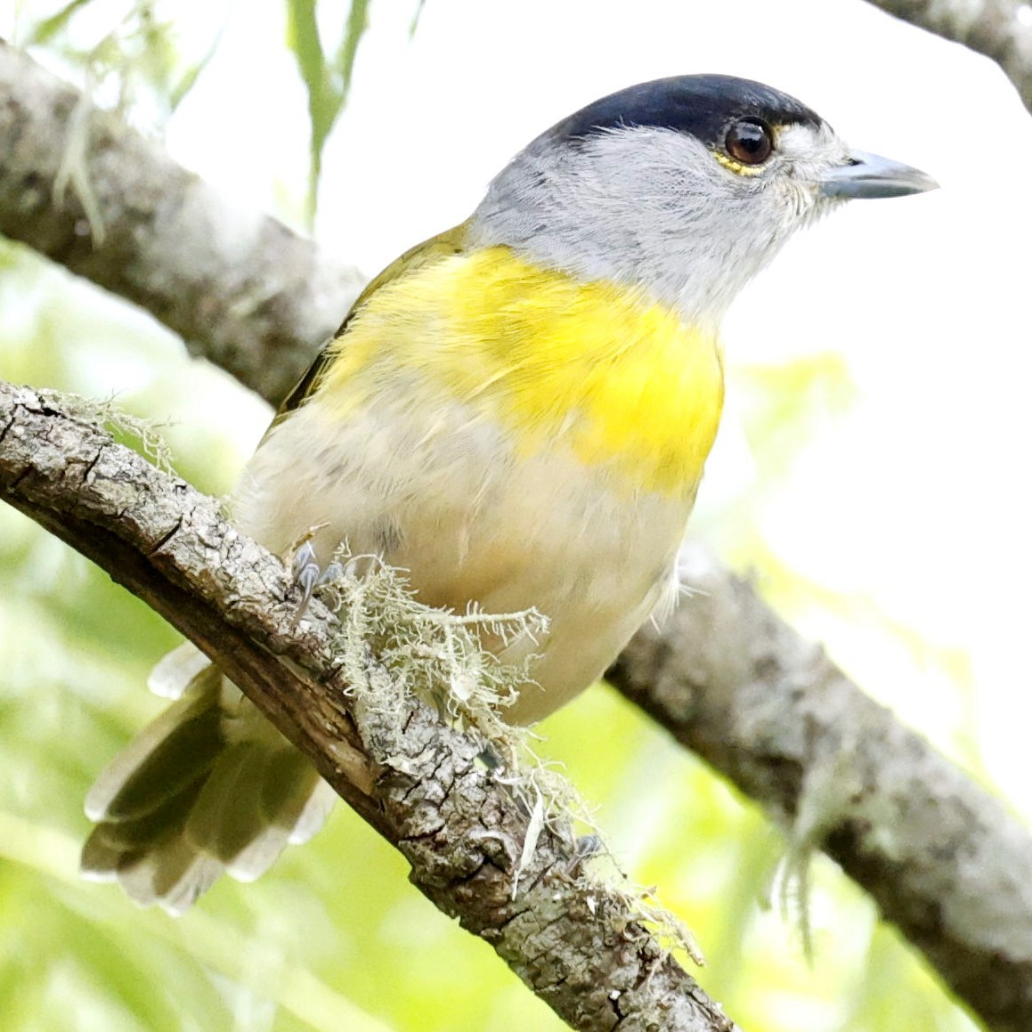 Green-backed Becard - ML632558418