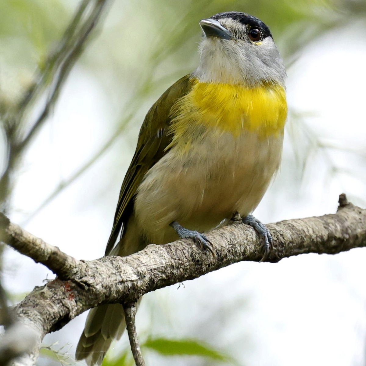 Green-backed Becard - ML632558419