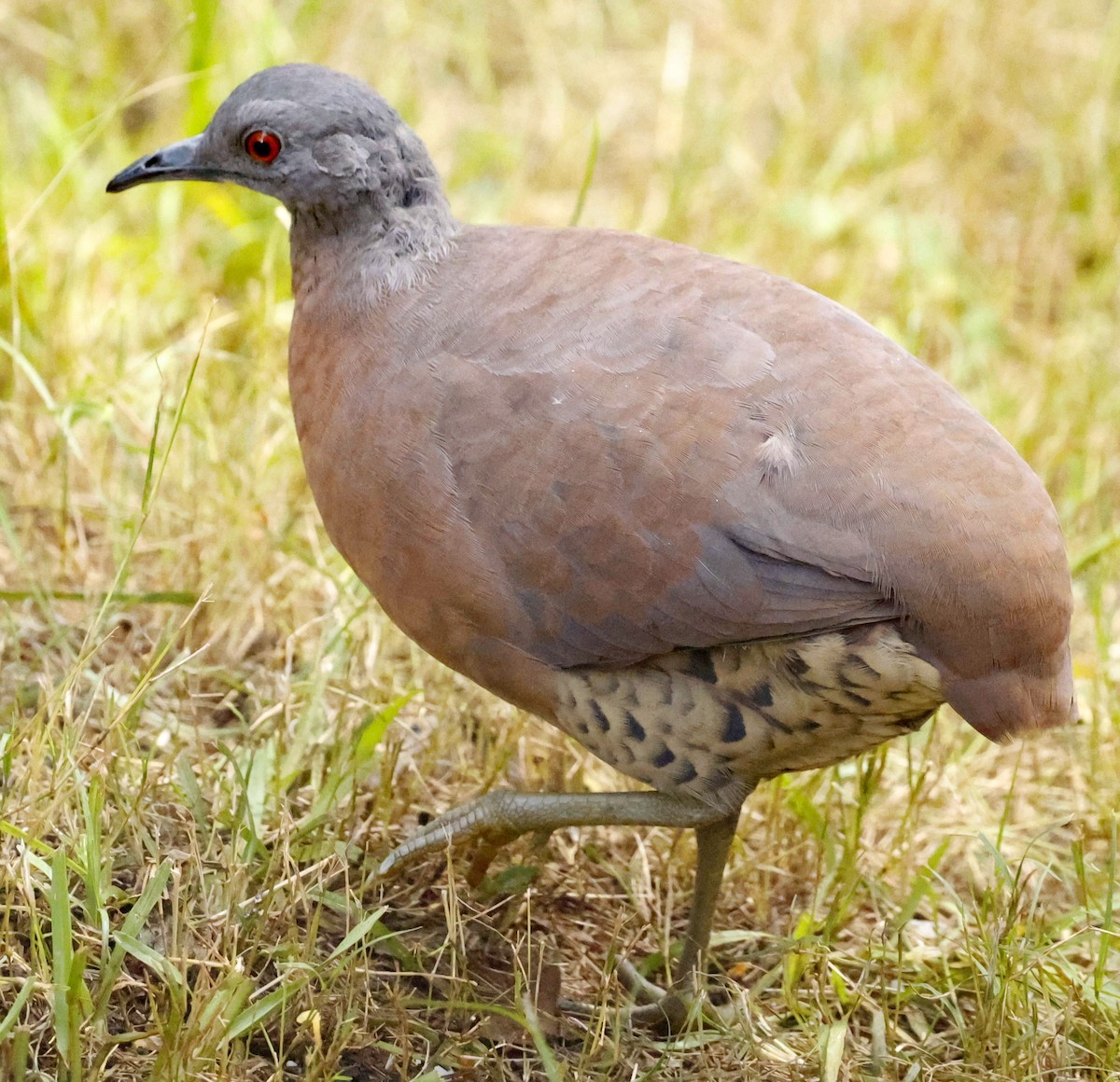Brown Tinamou - ML632558477