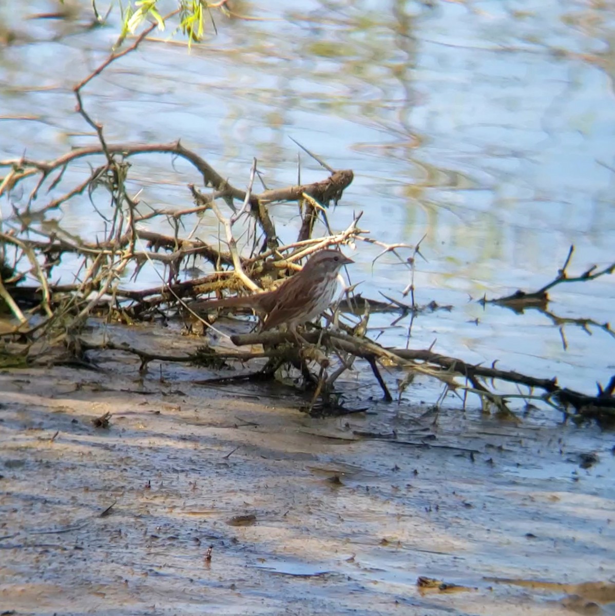 Song Sparrow - ML632558486