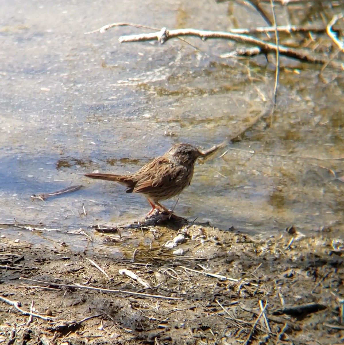 Lincoln's Sparrow - ML632558493