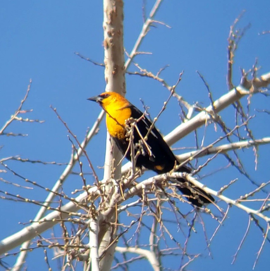 Yellow-headed Blackbird - ML632558520
