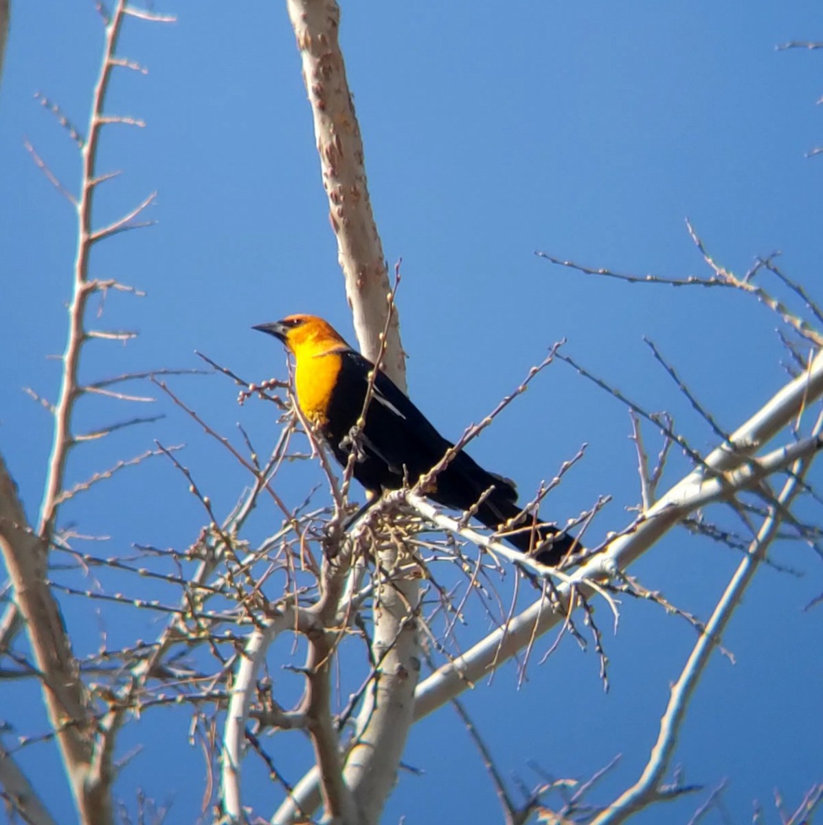 Yellow-headed Blackbird - ML632558521