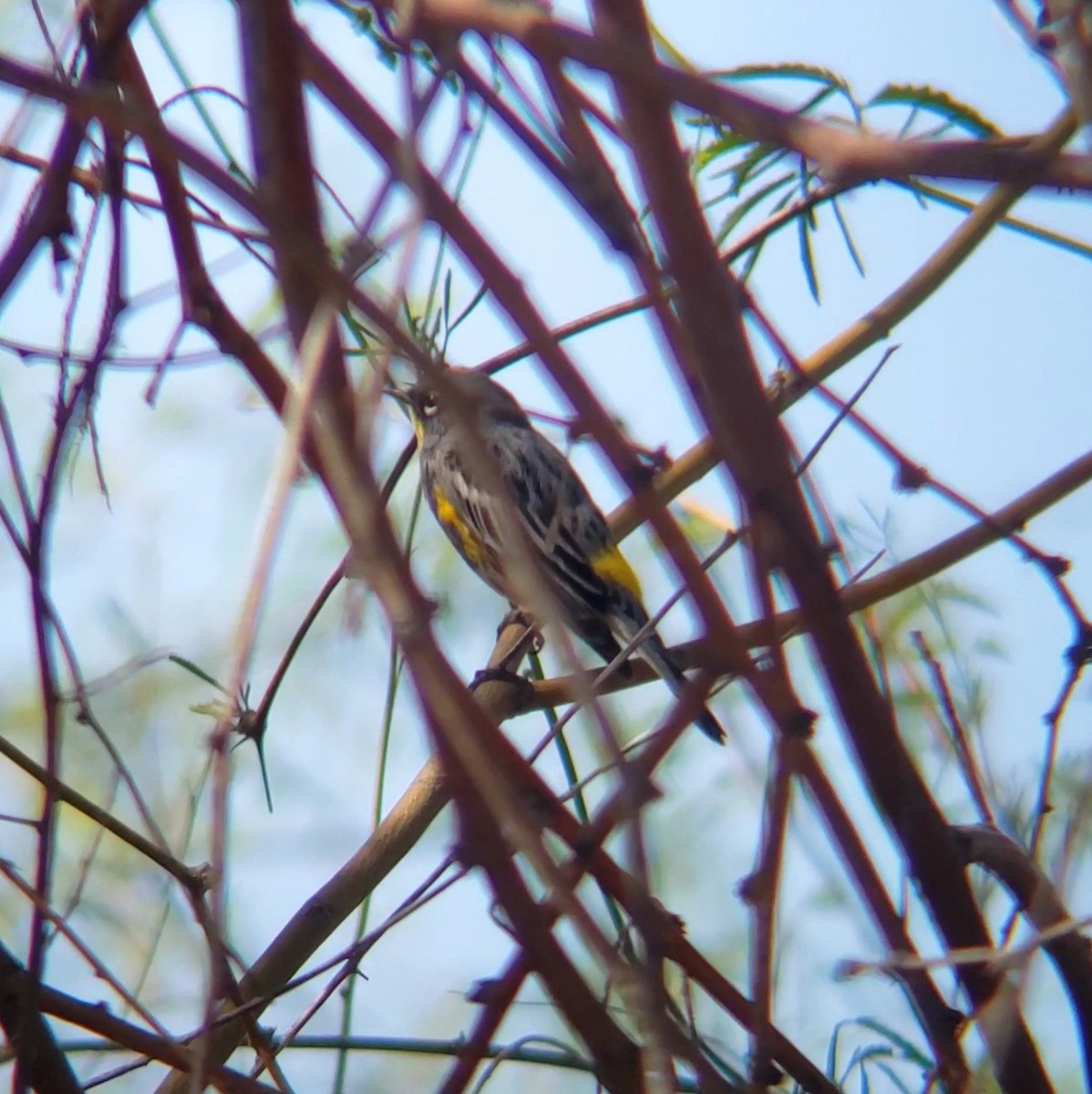Yellow-rumped Warbler - ML632558544