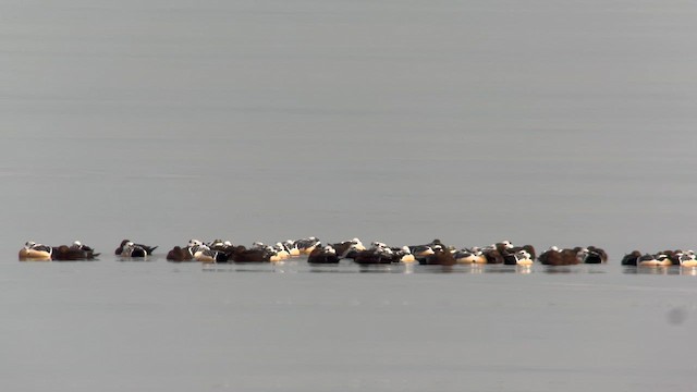 Steller's Eider - ML632558576