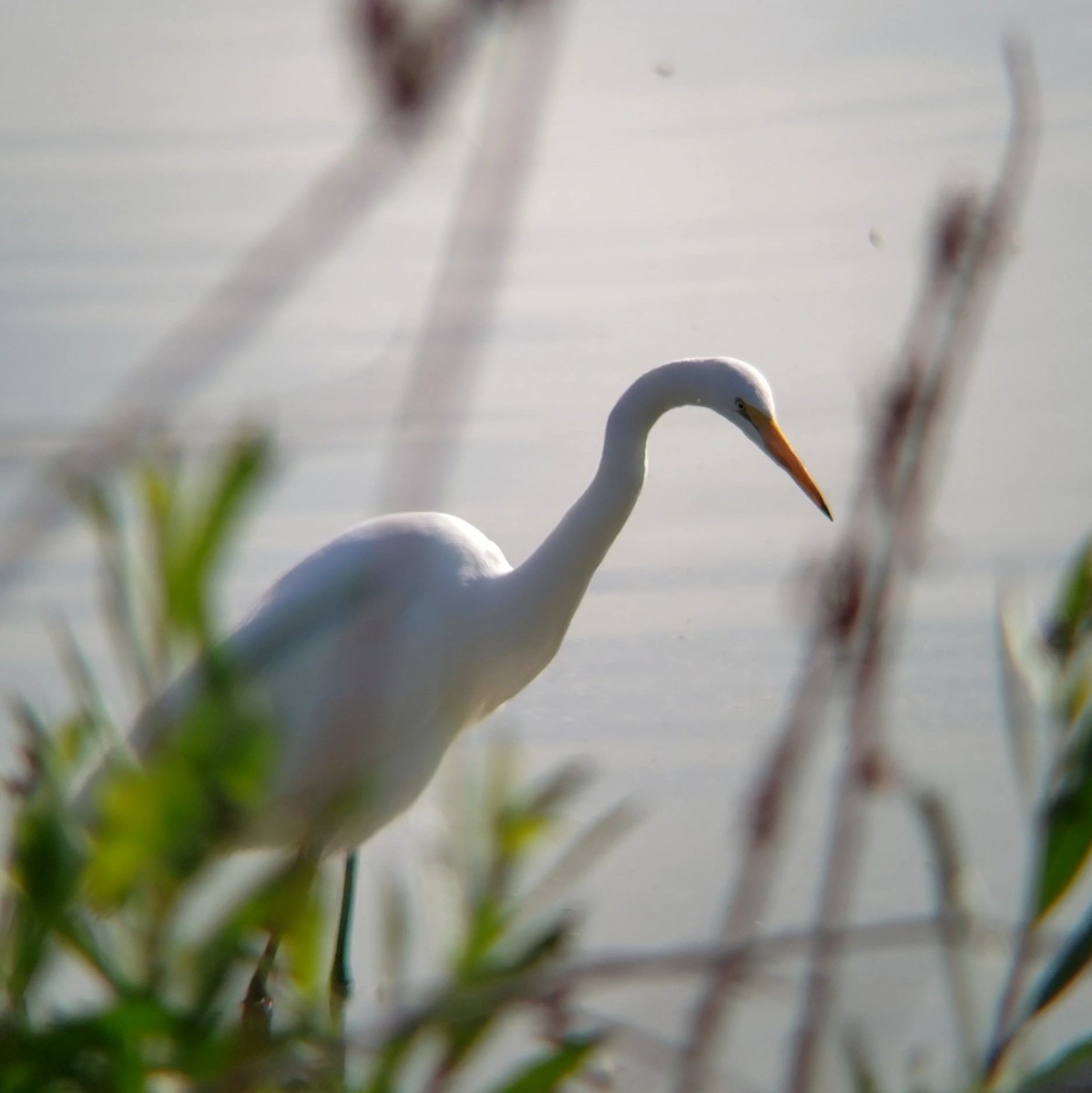 Great Egret - ML632558639