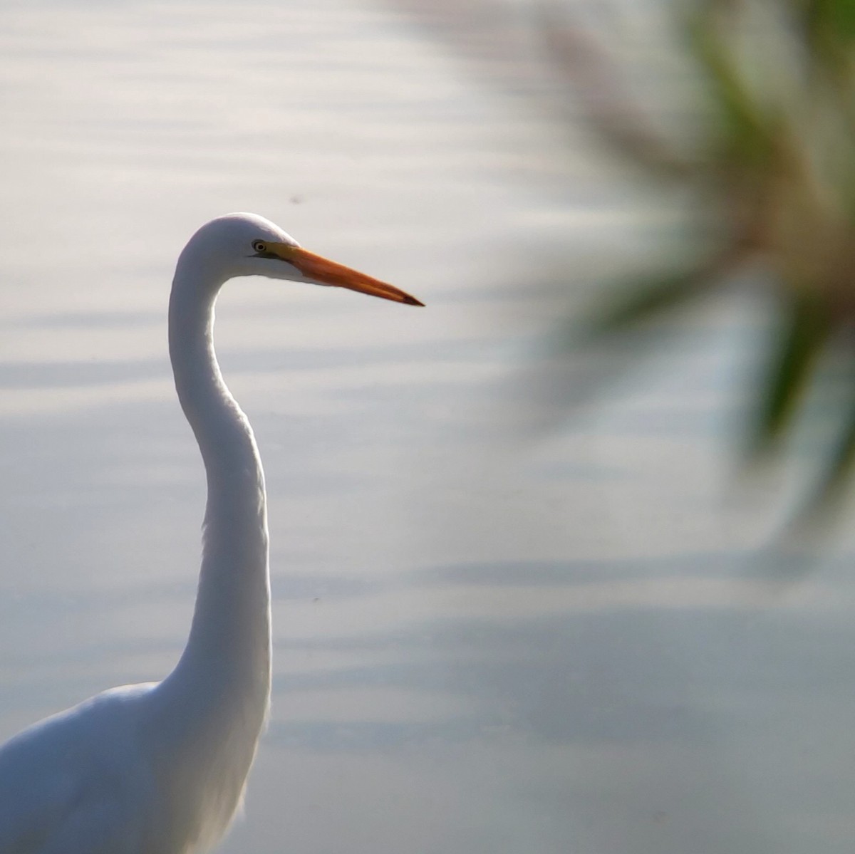 Great Egret - ML632558640