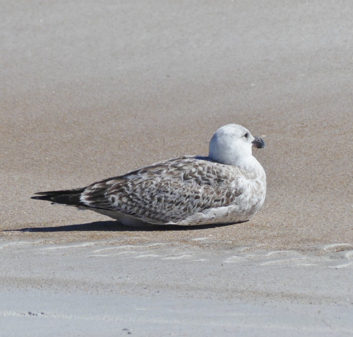 Great Black-backed Gull - ML632558742