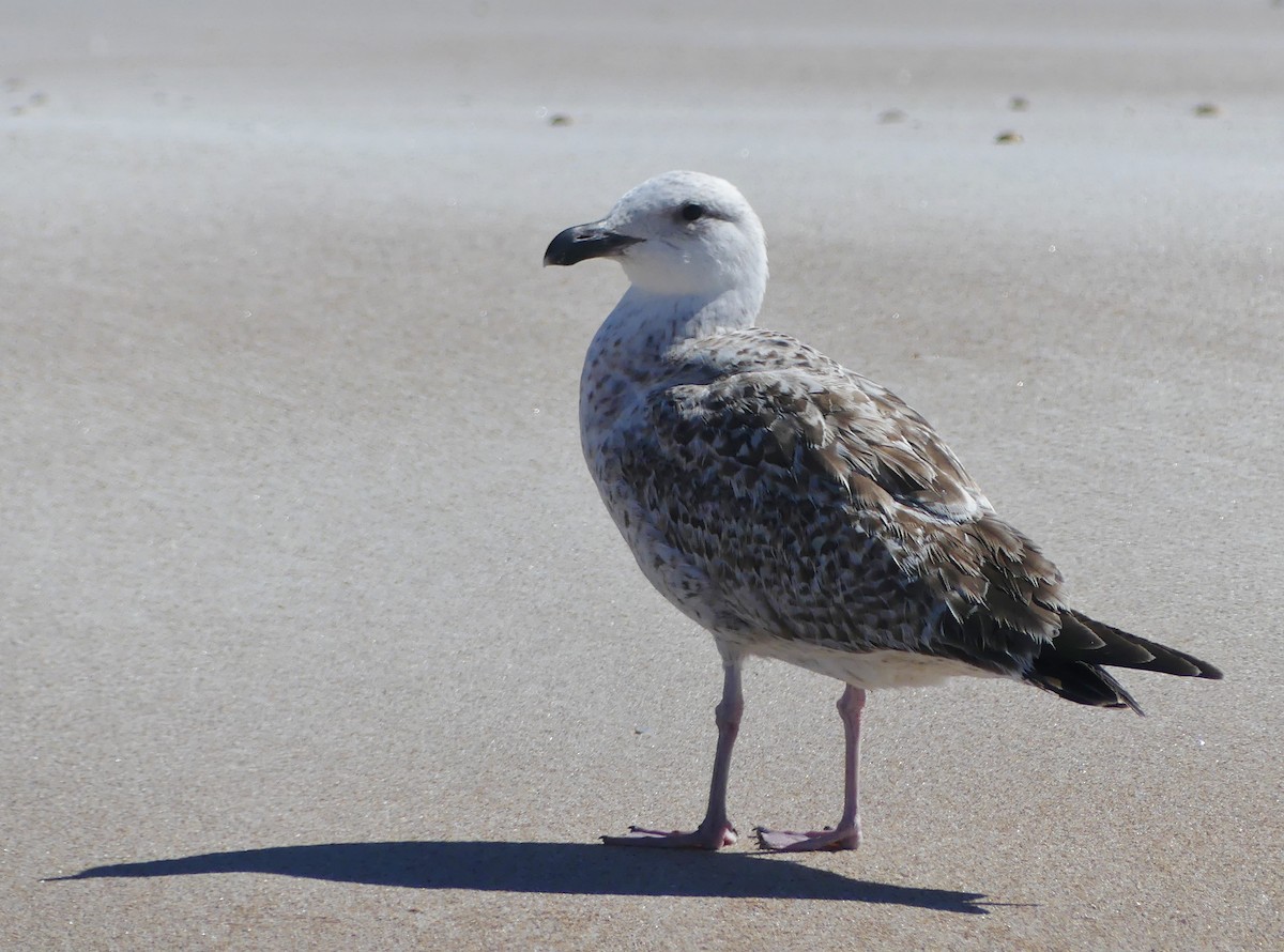 Great Black-backed Gull - ML632558793