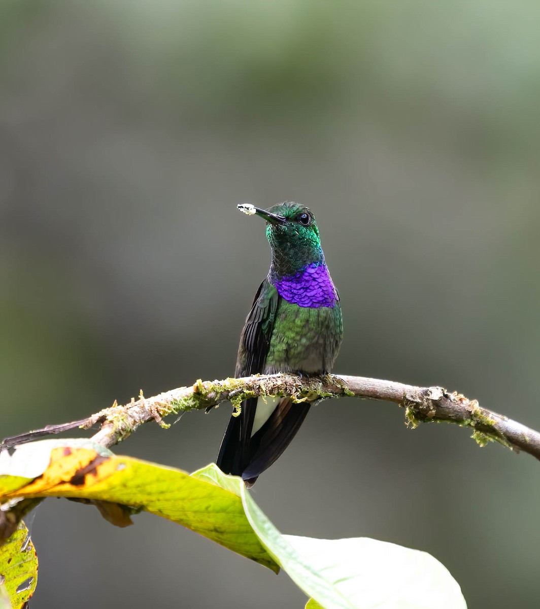 Purple-chested Hummingbird - ML632558838