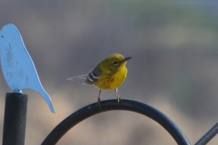 Pine Warbler - ML632558981