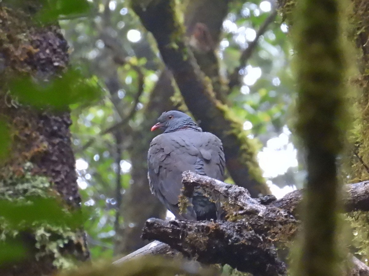 Bolle's Pigeon - ML632559036