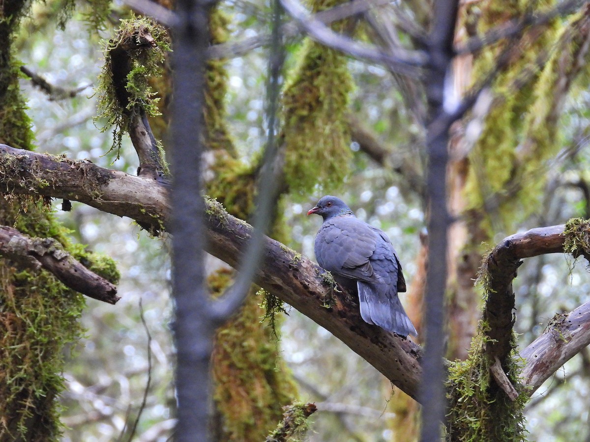 Bolle's Pigeon - ML632559037