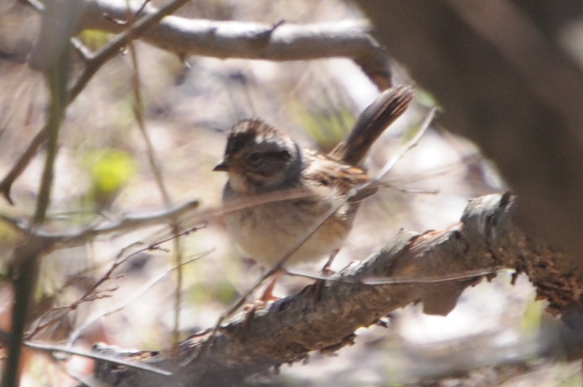 Swamp Sparrow - ML632559040