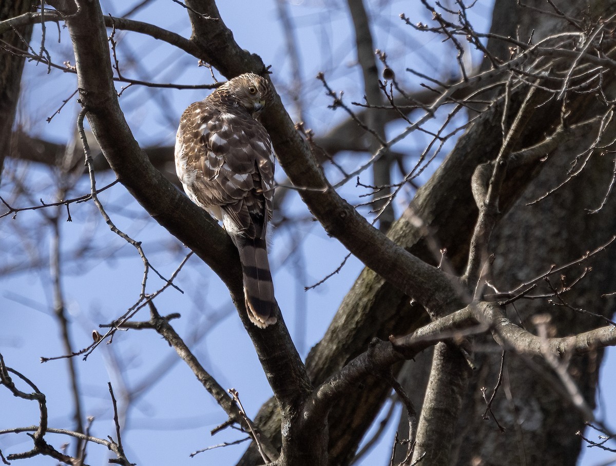Cooper's Hawk - ML632559119