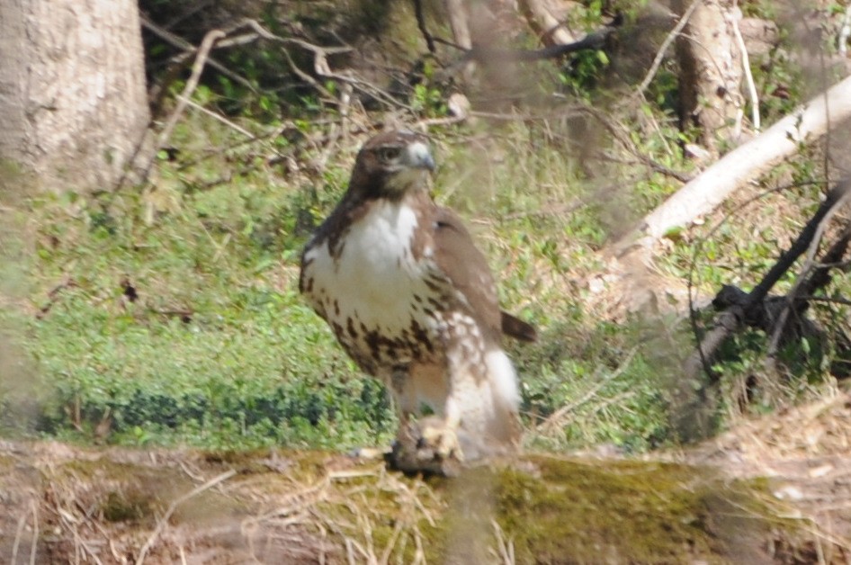 Red-tailed Hawk - ML632559312