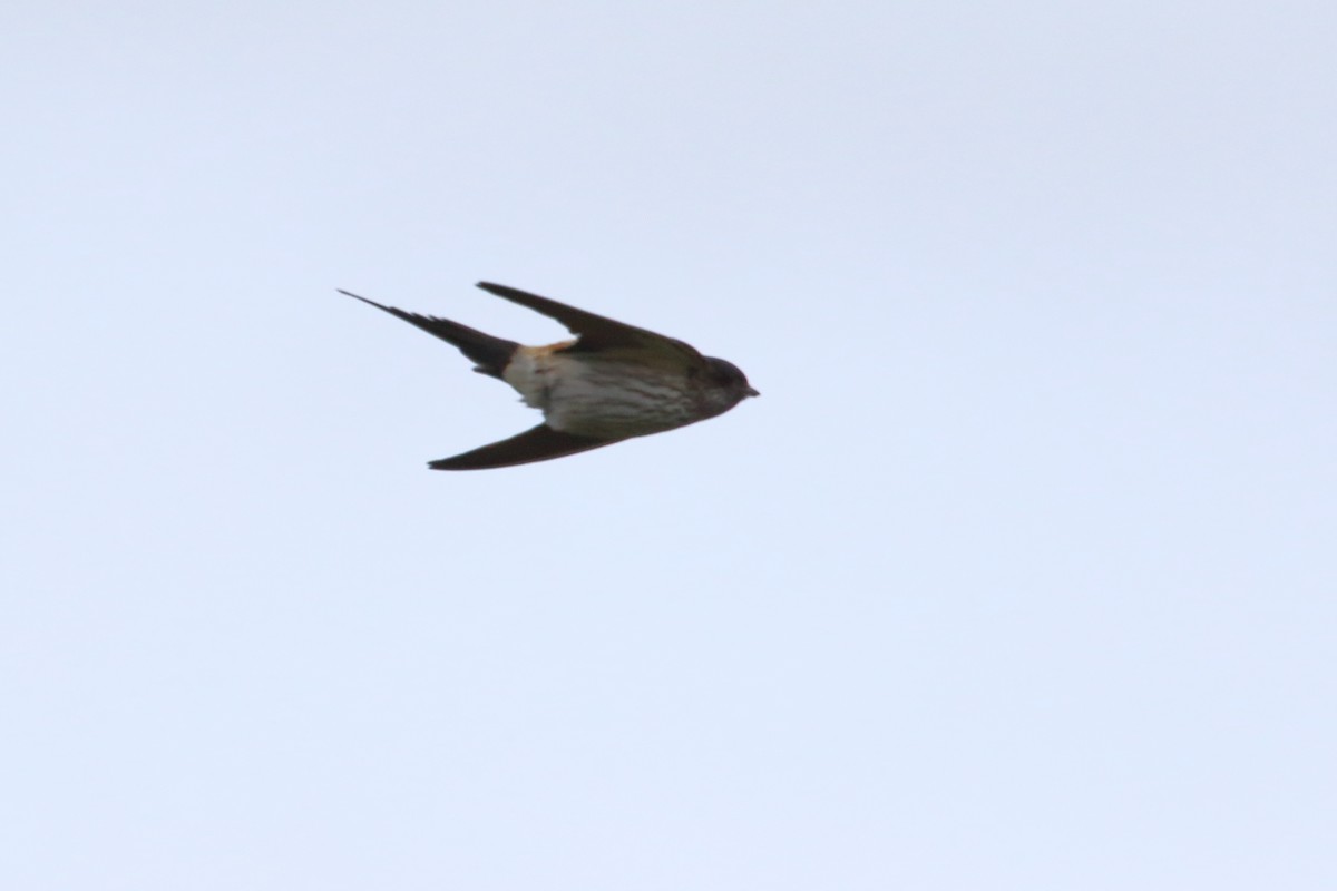 Eastern Red-rumped Swallow (Striated) - ML632559354