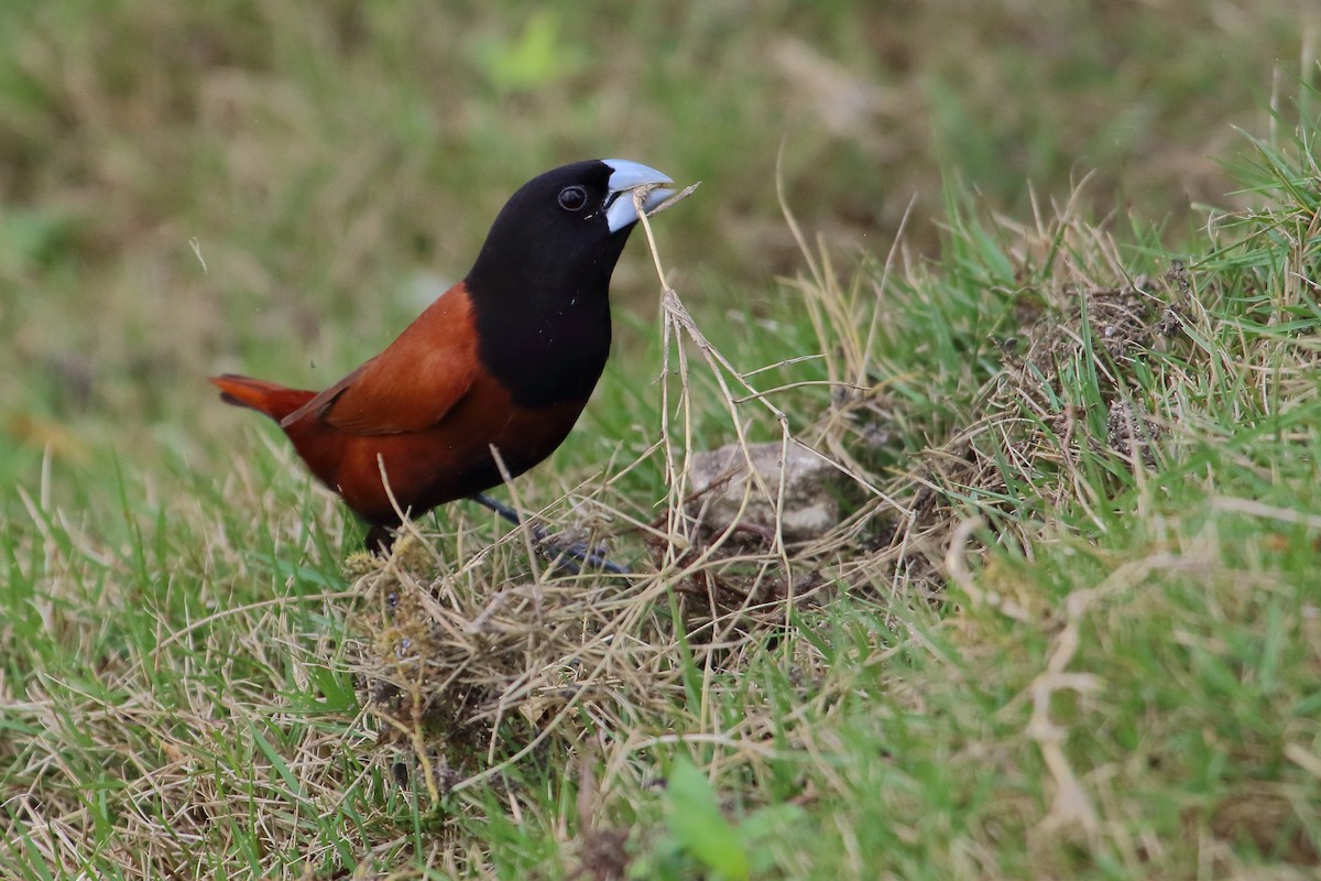 Chestnut Munia - ML632559385