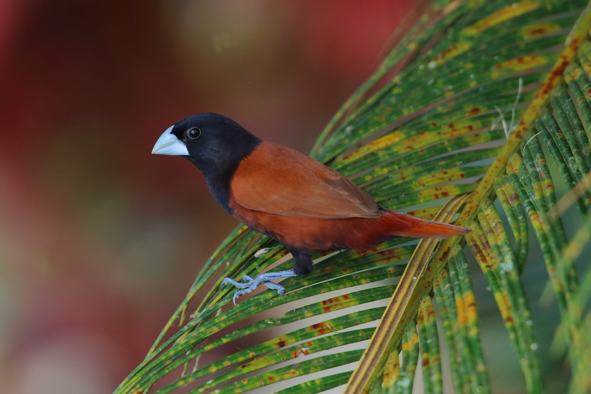 Chestnut Munia - ML632559387
