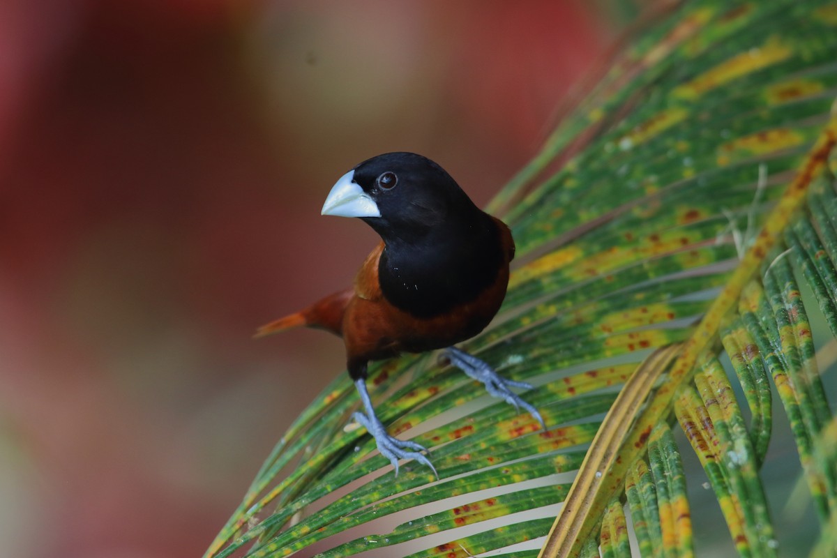 Chestnut Munia - ML632559388