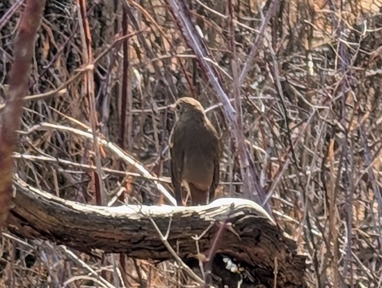 Hermit Thrush - ML632559407
