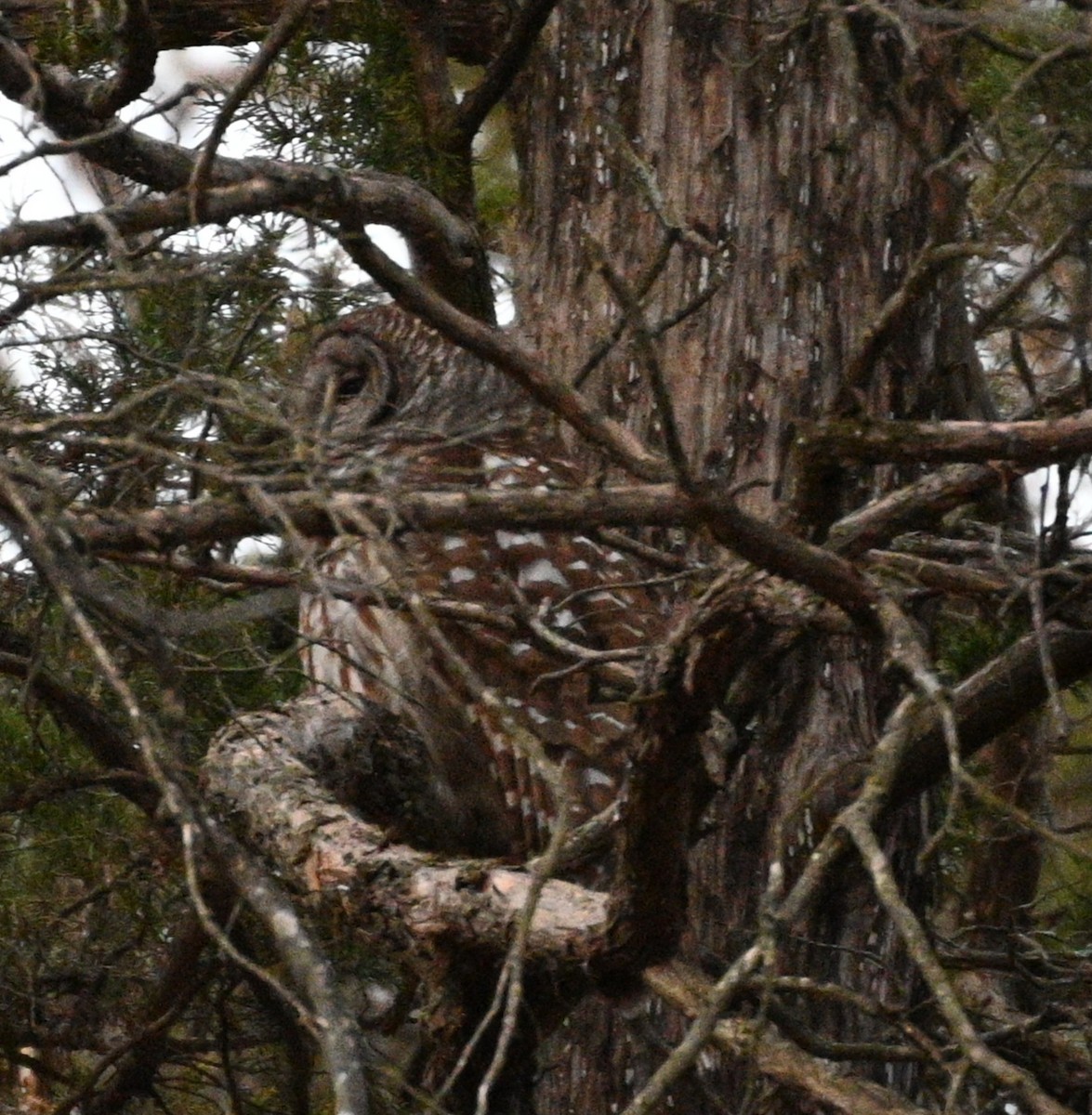 Barred Owl - ML632559418
