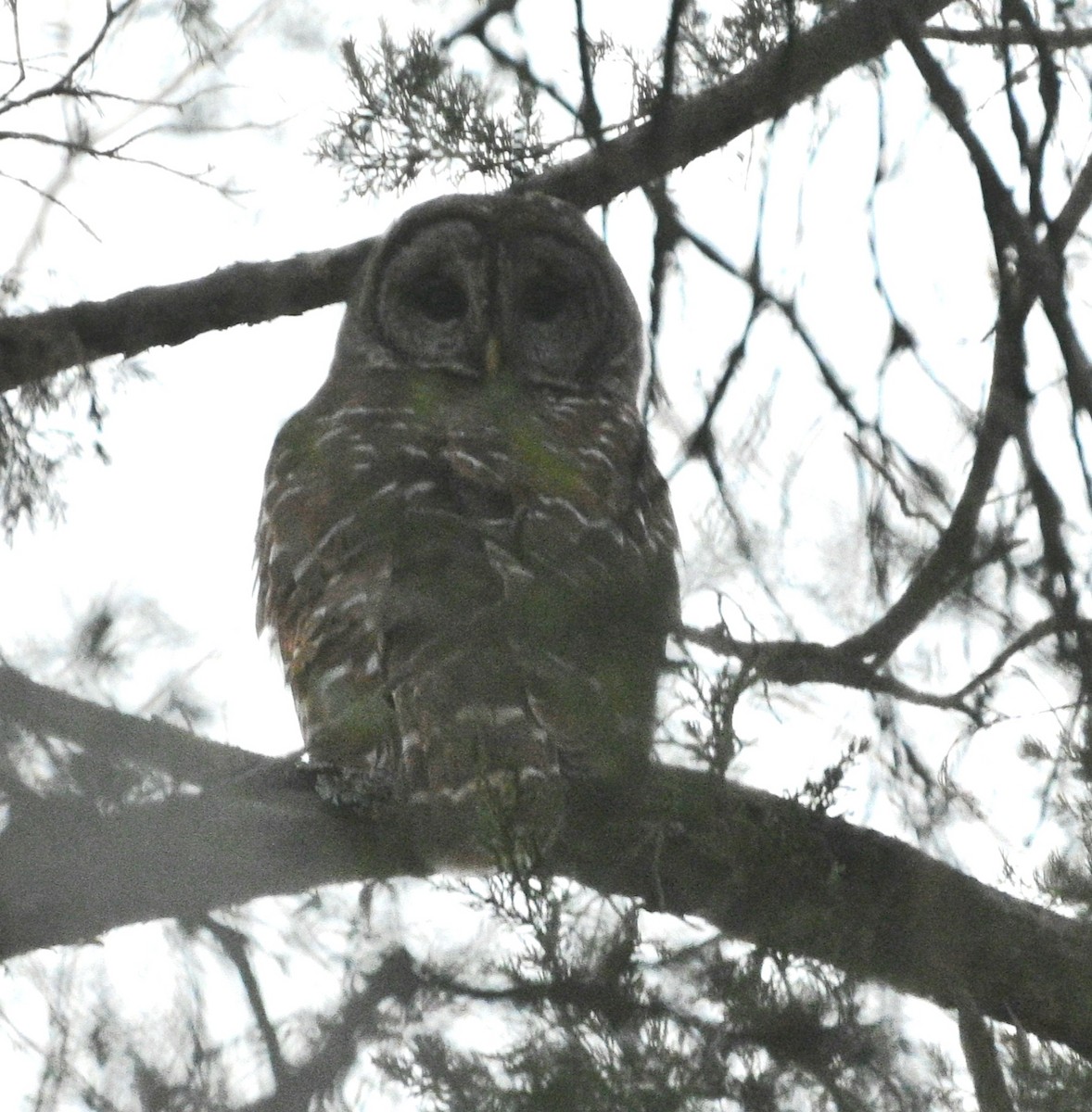 Barred Owl - ML632559419