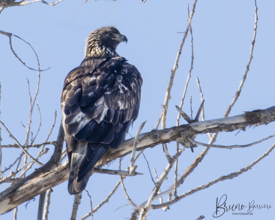 orel skalní - ML632559558