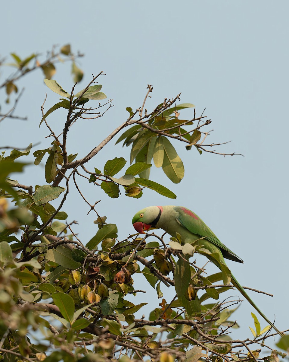 Alexandrine Parakeet - ML632559691