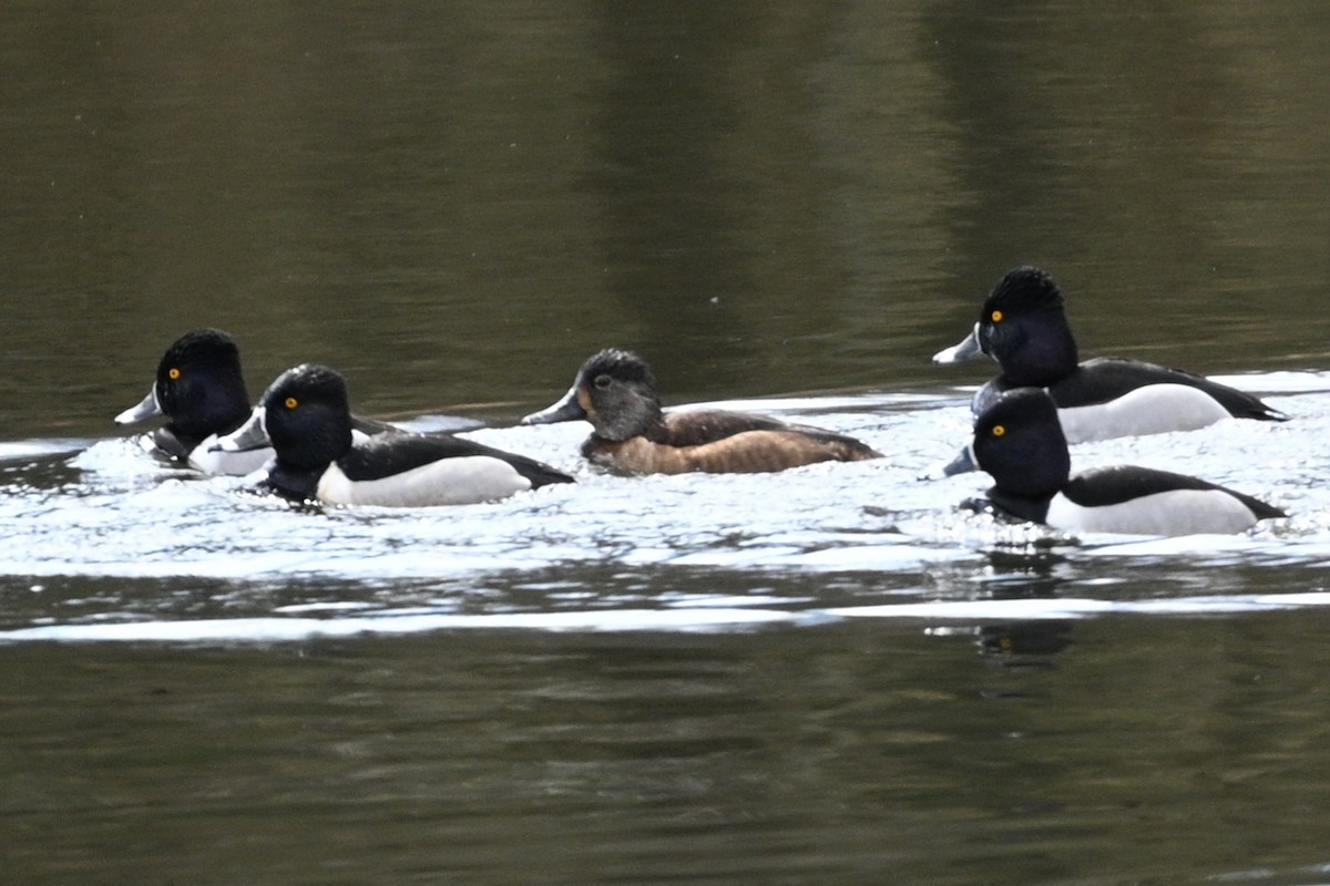 Ring-necked Duck - ML632559692
