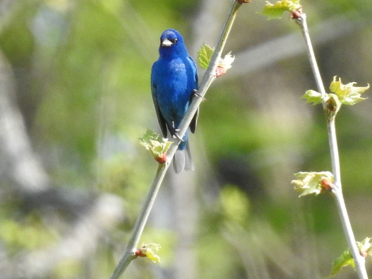 Indigo Bunting - ML632559818